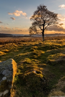 The Lone Tree Peak District England 