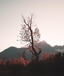 The Lone Tree - Seward Alaska 