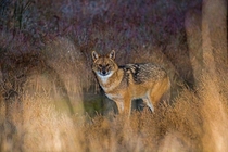 The mist of the night  A golden jackal at the delta of river Nestos Greece