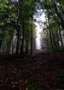 The misty high up woodland around Dodd fell Cumbria UK OC 
