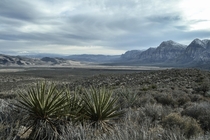 The Mojave desert outside Las Vegas in December