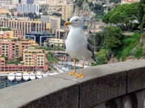 The Monegasque seagull