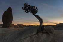 The monolith and the Juniper Joshua Tree National Park California
