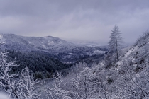 The morning after fresh snowfall in Mendocino National Forest 