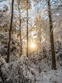 The morning sun entering the snow-covered woods of Massachusetts 