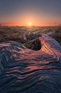 The most beautiful driftwood Ive ever seen West Dyke Trail Richmond BC 