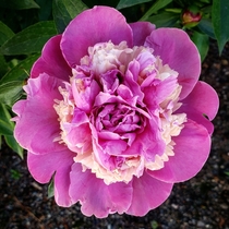 The most perfect peony that opened this morning Sorry Im not sure of the type of peony