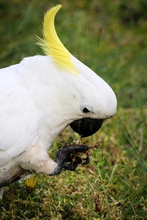 the noble cockatoo stalks its prey 
