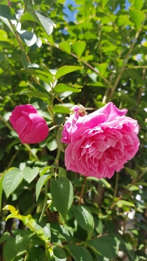 the one to be the one that is and the one that was Natural sunlight redpink roses in my garden 