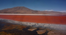 The otherworldly colours of Laguna Colorada Bolivia 