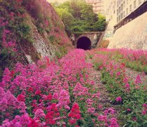 The Paris Inner City Little Belt Railway Abandoned Parisian line since  this railway is now full of beautiful flowers 