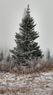 The Perfect Christmas Tree Cedar Mountain Utah in a winter storm cloud 