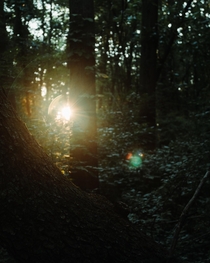 The perfect sun flare peeking through the trees at Stoney Creek Metro Park Michigan 