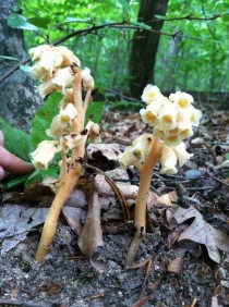 The plant with no chlorophyll Sweet Pinesap Monotropa hipopitys 