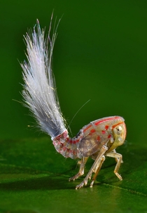 The Planthopper Nymph looks like a creature from an alien world 