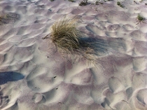 The Purple Sand of Pfeiffer Beach 