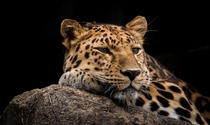 The rarest big cat on Earth the beautiful Amur Leopard 
