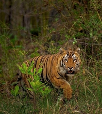The real king of the jungle An beautiful picture of a brute of a bengal tiger taken in Kaziranga national park India
