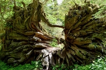 The remains of a gargantuan western cedar along the Quinault River in Washington 