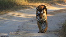 The royal tiger  INDIA