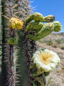 The saguaro  are in bloom