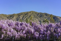 The Sierra Madre Wistaria Wisteria sinensis the worlds largest blooming plant