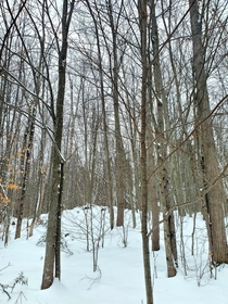 The silent winter woods of Western Maine 