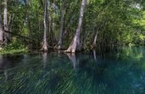 The Silver River near Ocala Florida has a beautiful floodplain forest adjacent to it and an eelgrass forest under the clear water 