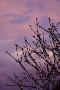 The sky turning my cherry blossoms pink
