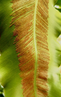 The sporangium on the leaves of Bird Nest fern Asplenium nidus 