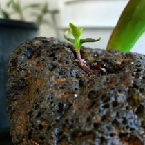 The struggle is real Starting this Chili Pepper Aji Charapita - Capsicum chinense Bonsai young Growing in a natural hole in a lava rock