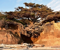 The stubborn tree on the Washington coast OC  alwayslocalphotos