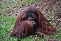 The Sumatran Orangutan