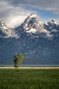 The sun shines on a lonely tree last week in Grand Teton National Park -  - IG travlonghorns