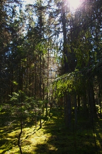 The sunny woods Estonia Alliklepa 