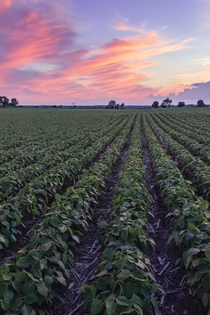 The sunset lights up soybeans in rural Wisconsin 