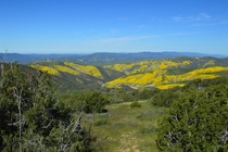 The Superbloom is taking place right now on the Carrizo Plain Central California April   