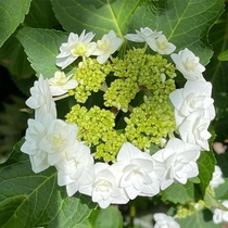 The sweetest Hydrangea in our park a Wedding Dress Lace Cap 