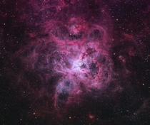 The Tarantula Nebula by Peter Ward
