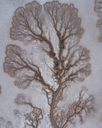 The Tree of Life viewed from a paramotor  feet above the Colorado River Delta x OC SkyPacking