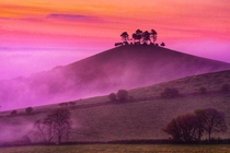 The trees on the iconic local landmark are silhouetted against glorious sunrise colours on a misty morning near Colmers Hill in Dorset England x