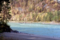 The turquoise Katun River surrounded by autumn colours - Altai Republic Russia 