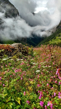 The Valley of Flowers in bloom Nanda Devi National Park Uttarakhand India  X Pixels