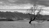 The Wanaka tree New Zealand 