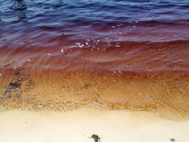 The water of Lake Ainsworth in Lennox Head NWS is a deep red due to tea tree oil 