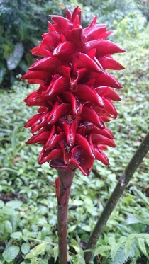 The wild galangal flowers Alpinia galanga in tropical rain forest of Mount Gede West Java 
