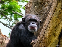 The wise old man Chimpanzee 