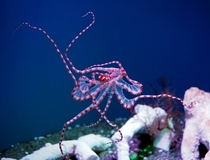 The wonderpus octopus Scientific name - get this - Wonderpus photogenicus 