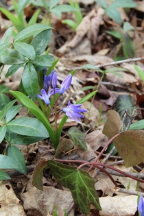 The wood squill Scilla siberica is starting to bloom here in southern Ontario - warmer days ahead