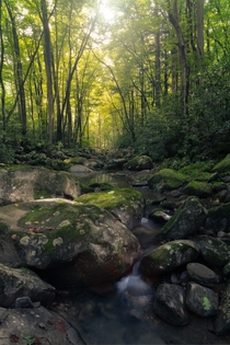 The Woodlands of the Ramsey Prong - Great Smoky Mountains National Park- Greenbrier 
